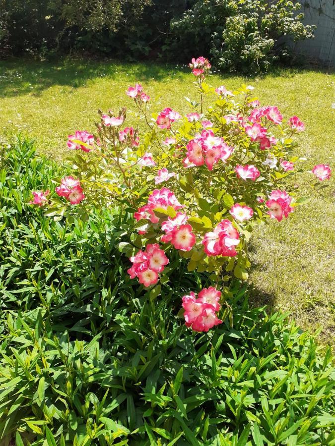Belle Dans Un Quartier Calme Bed & Breakfast Anderlecht